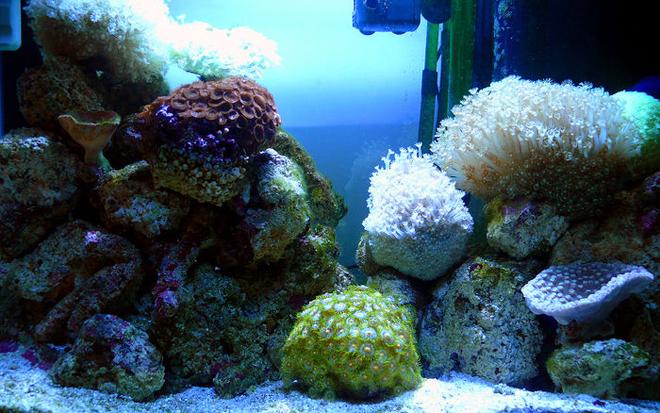 30 gallons reef tank (mostly live coral and fish) - 30”x15”x18” glass tank, Resun CL200 chiller connected to Eheim Ecco 2232 canister filter outputs, Red Sea Prism Pro skimmer, Eheim Compact 1002 and Aqua El 650 power heads, Oshio BLV 20000K 150w MH with Philips ballast on for 7 hrs with timer. No sump.