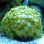 corals inverts - zoanthus sp. - colony polyp stocking in 30 gallons tank - Green Button Polyps (Zoanthus sp.)