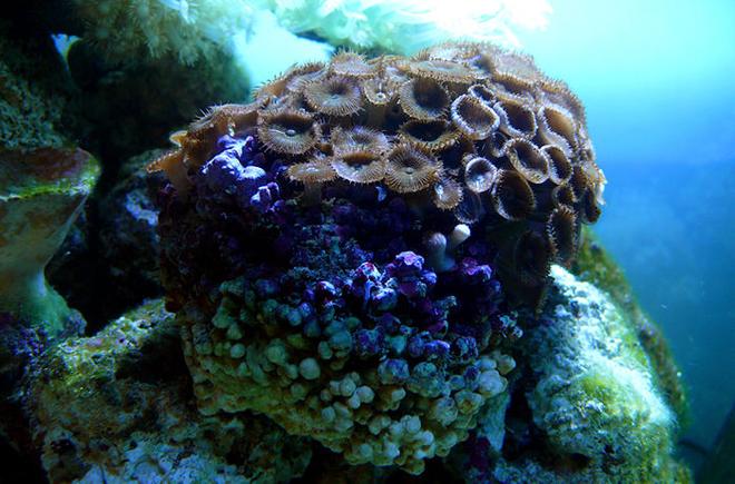 corals inverts - zoanthus sp. - colony polyp stocking in 30 gallons tank - Brown Button Polyps (Zoanthus sp.)