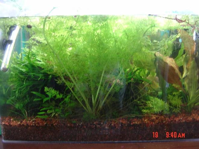 25 gallons planted tank (mostly live plants and fish) - Full view with water sprite in front covering everything else up.