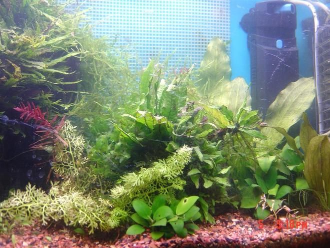 25 gallons planted tank (mostly live plants and fish) - Full view of tank without water sprite blocking the front.