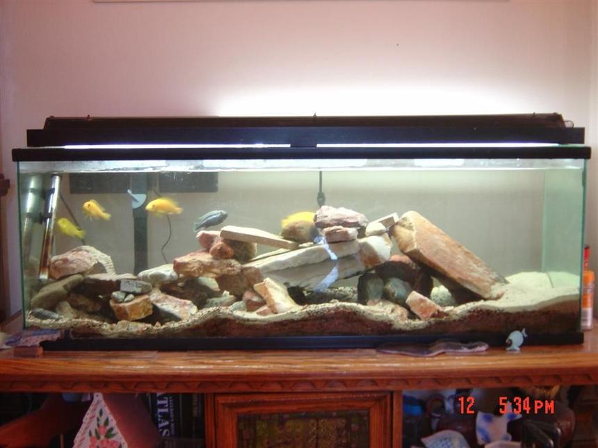 Rated #2847: 25 Gallons Freshwater Fish Tank - My other aquarium, 55 gallon cichlid tank