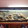 25 gallons freshwater fish tank (mostly fish and non-living decorations) - My other aquarium, 55 gallon cichlid tank