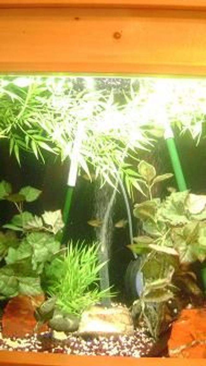 55 gallons saltwater fish tank (mostly fish, little/no live coral) - My 46 redone with multiple fish