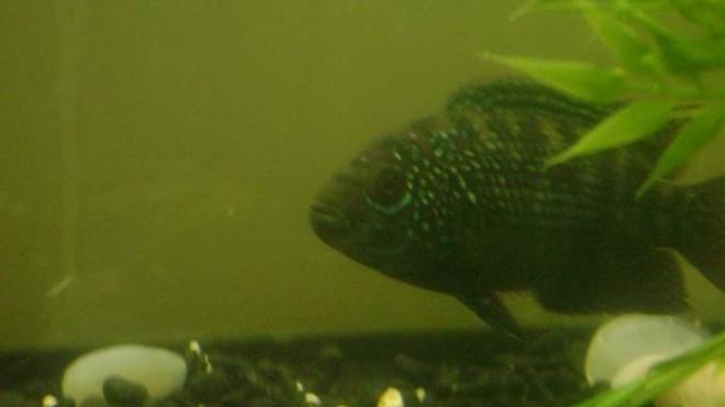 freshwater fish - nandopsis octofasciatum - jack dempsey stocking in 55 gallons tank - Jack Dempsy