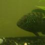 freshwater fish - nandopsis octofasciatum - jack dempsey stocking in 55 gallons tank - Jack Dempsy