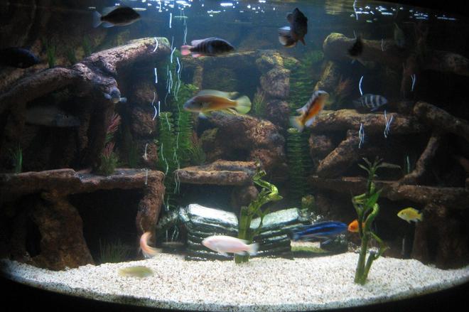 100 gallons freshwater fish tank (mostly fish and non-living decorations) - 100 Gallon aquarium, custom 3D back ground feature with an assortment of african cichlids