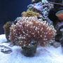 corals inverts - heteractis crispa - sebae anemone stocking in 12 gallons tank - my tank