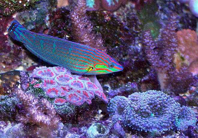 saltwater fish - halichoeres claudia - christmas wrasse stocking in 180 gallons tank - Christmas wrasse and corals