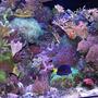 180 gallons reef tank (mostly live coral and fish) - right side of 180 pentagon