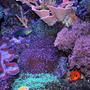 fish tank picture - lots of waving corals