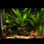 14 gallons planted tank (mostly live plants and fish) - planted tank 14 gallons