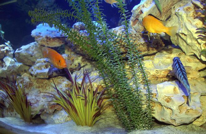 freshwater fish - labidochromis caeruleus - electric yellow cichlid stocking in 200 gallons tank - Cichlids