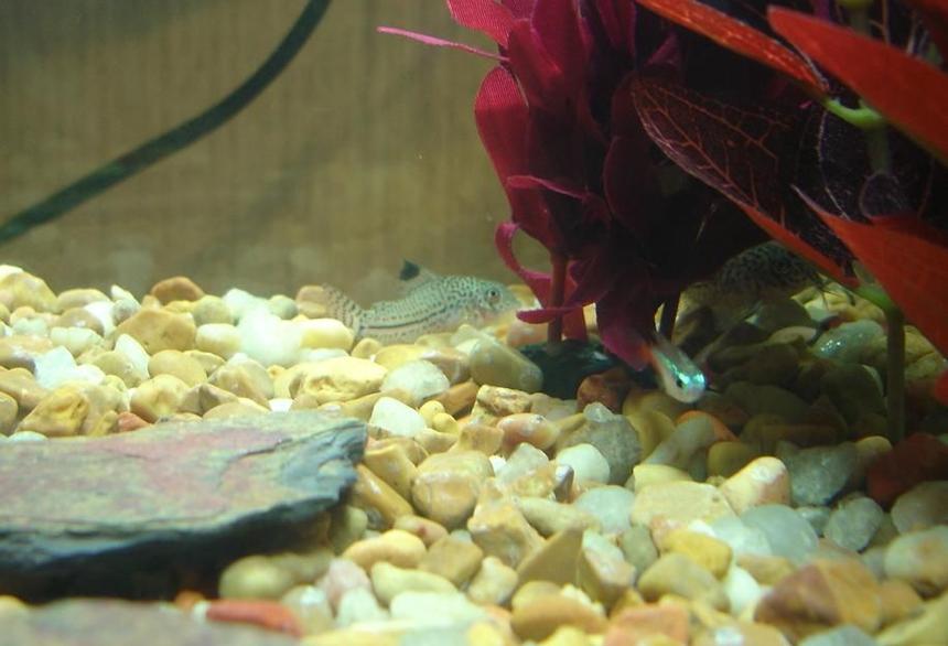 Rated #151: Freshwater Fish - Corydoras Elegans - Elegans Cory Cat Stocking In 10 Gallons Tank - The Cory's