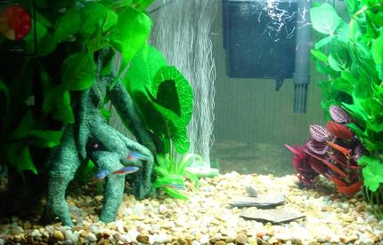 freshwater fish - paracheirodon innesi - neon tetra jumbo stocking in 10 gallons tank - Just another pic only neon's and Cory's.