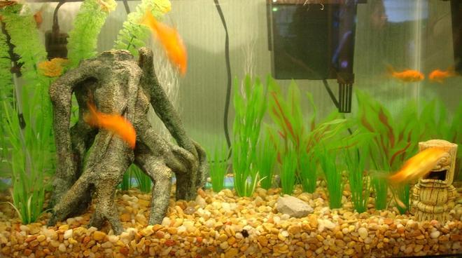 freshwater fish - carassius auratus - goldfish stocking in 10 gallons tank - What i started with. The goldfish are in my little girls room now. In her Dora tank. Ha Ha Dora tank.