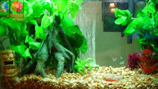 freshwater fish - paracheirodon innesi - neon tetra jumbo stocking in 10 gallons tank - 10 gallon Aqua culture tank,hood,filter,pump. sub. heater bubble wall. All decor if fake. Silk plants and top fin stump. 5 Neon's , 5 Cherry barbs and 2 Cory's. Will be adding 3 or 4 Cheery or Ghost Shrimp later. To help with algae.