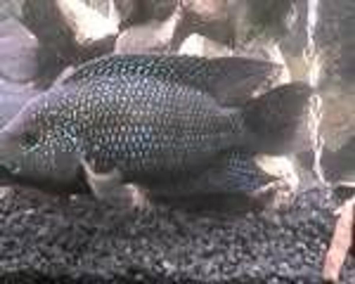 freshwater fish - nandopsis octofasciatum - jack dempsey stocking in 55 gallons tank - jack dempsey