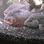 freshwater fish - nandopsis octofasciatum - jack dempsey stocking in 55 gallons tank - the gang
