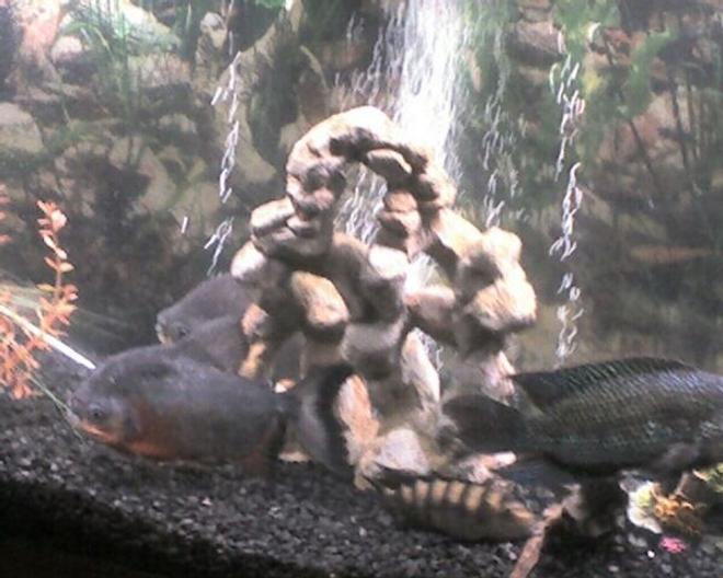 freshwater fish - pygocentrus nattereri - redbellied pirhana stocking in 55 gallons tank - the whole gang