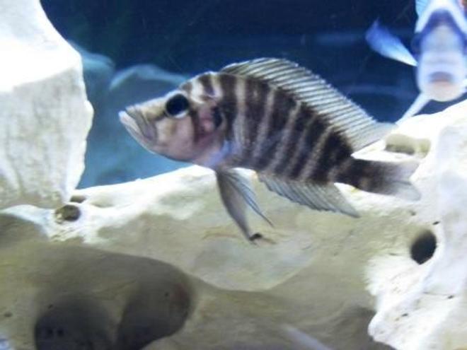 freshwater fish - altolamprologus compressicep - compressicep cichlid stocking in 75 gallons tank - Black Compressiceps