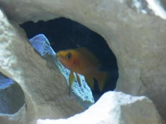 freshwater fish - neolamprologus leleupi - orange leleupi cichlid stocking in 75 gallons tank - Yellow Lelupi