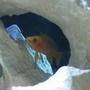 freshwater fish - neolamprologus leleupi - orange leleupi cichlid stocking in 75 gallons tank - Yellow Lelupi