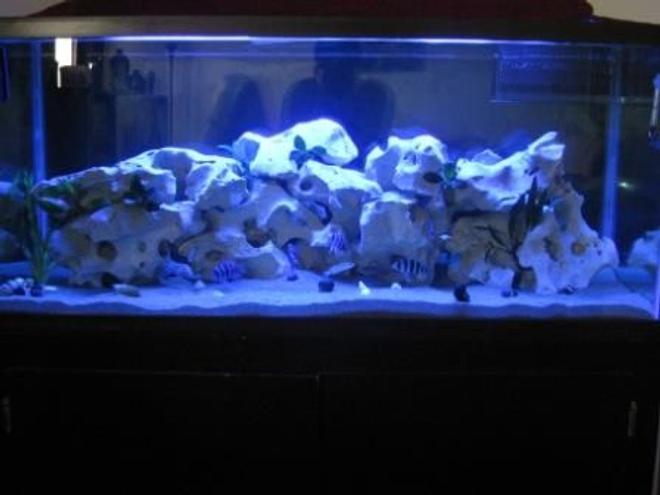 75 gallons freshwater fish tank (mostly fish and non-living decorations) - Moon Lighting