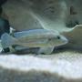 freshwater fish - neolamprologus tetracanthus - tetracanthus stocking in 75 gallons tank - Tetracanthus