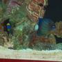 fish tank picture - Annularis and BlueFace
