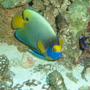 saltwater fish - pomacanthus xanthometopon - blueface angelfish stocking in 150 gallons tank - BlueFace