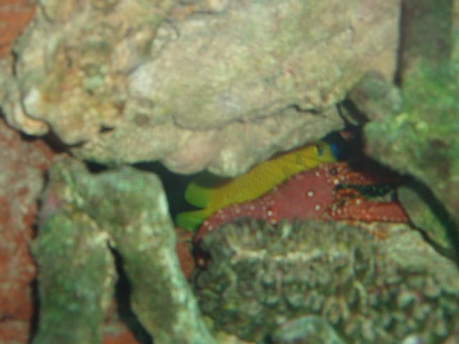 corals inverts - enoplometopus sp. - reef lobster, red hawaiian stocking in 150 gallons tank - Lobster and Flagfin Angel