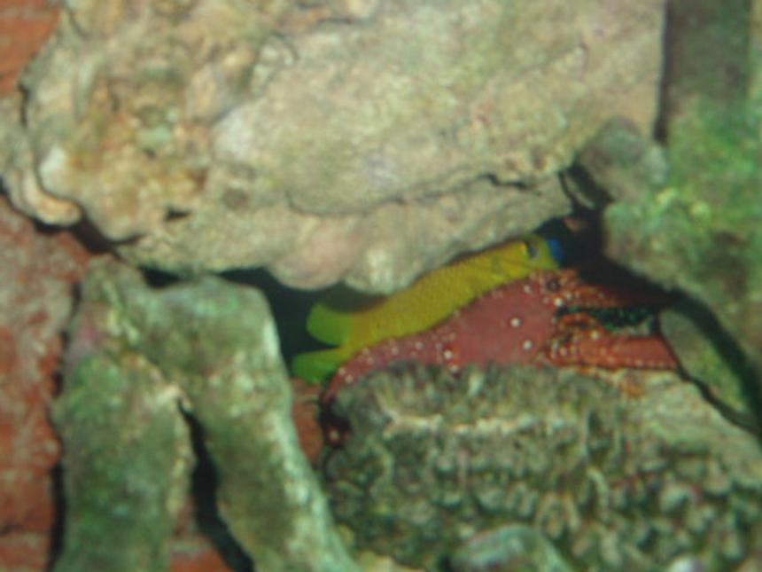 Rated #74: Corals Inverts - Enoplometopus Sp. - Reef Lobster, Red Hawaiian Stocking In 150 Gallons Tank - Lobster and Flagfin Angel