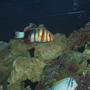 saltwater fish - choerodon fasciatus - harlequin tusk stocking in 150 gallons tank - The Beast