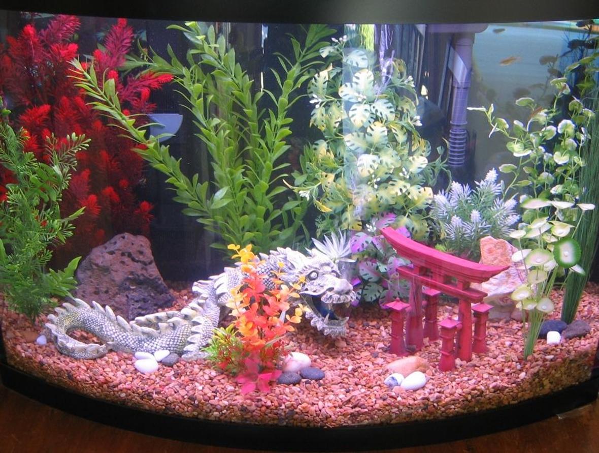 36 gallons freshwater fish tank (mostly fish and non-living decorations) - Tank in progress. 8 Zebra Danios for now. Hasboras, Panda Cories, and Dwarf Neon Rainbows under consideration.