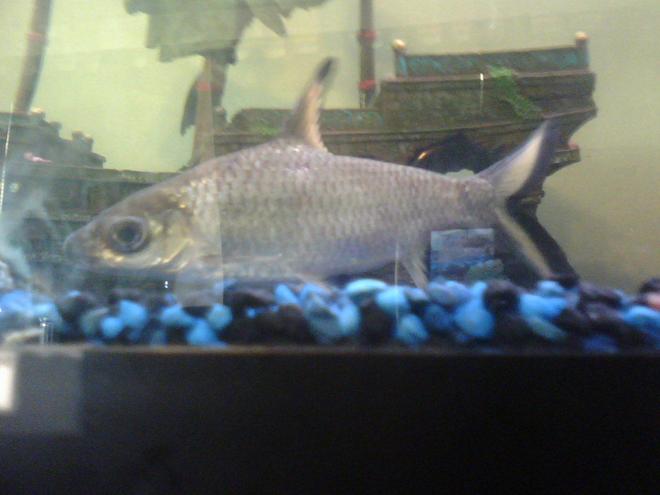 freshwater fish - balantiocheilus melanopterus - bala shark stocking in 80 gallons tank - shark