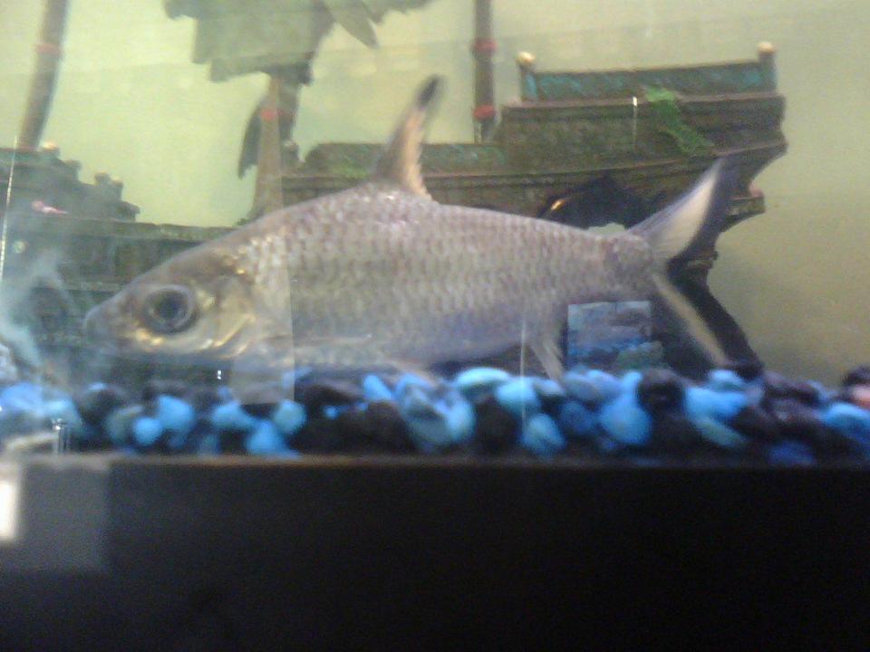 freshwater fish - balantiocheilus melanopterus - bala shark stocking in 80 gallons tank - shark