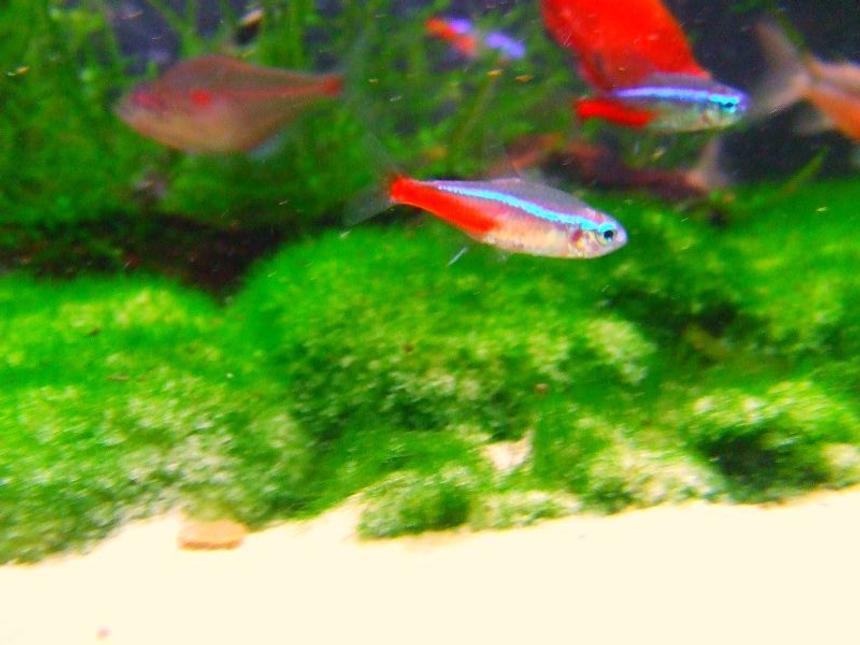 Rated #147: Freshwater Fish - Paracheirodon Innesi - Neon Tetra Jumbo Stocking In 11 Gallons Tank - One of my Very colorful neon tetras that i had brought from my local shop, possibly one of the best neons yet ?