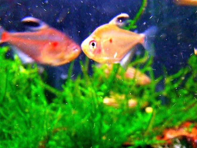 freshwater fish - hyphessobrycon erythrostigma - bleeding heart tetra stocking in 11 gallons tank - One of my Bleeding Heart tetras that may look dull in the shop but trust me, these beauties are the milk in your tea