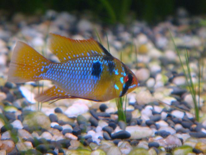 freshwater fish - papiliochromis ramirezi - german blue ram stocking in 51 gallons tank - My Ramirezi