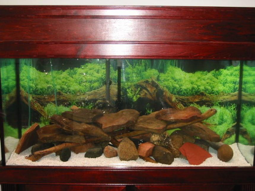 Rated #1753: 95 Gallons Freshwater Fish Tank - cichlid tank with field rocks, and drift wood