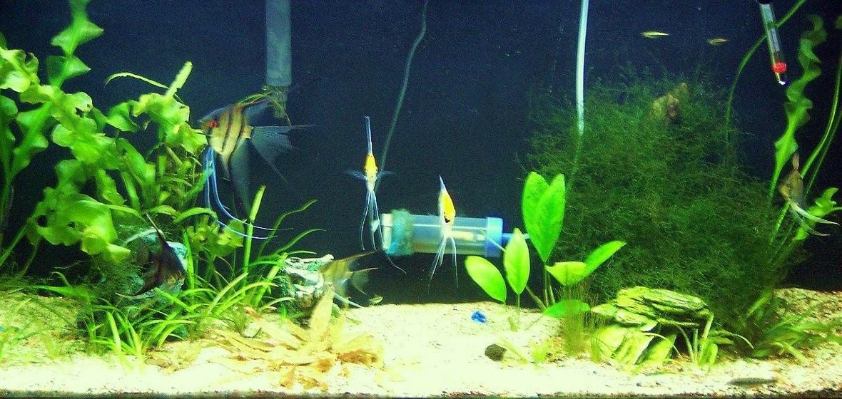 50 gallons planted tank (mostly live plants and fish) - update