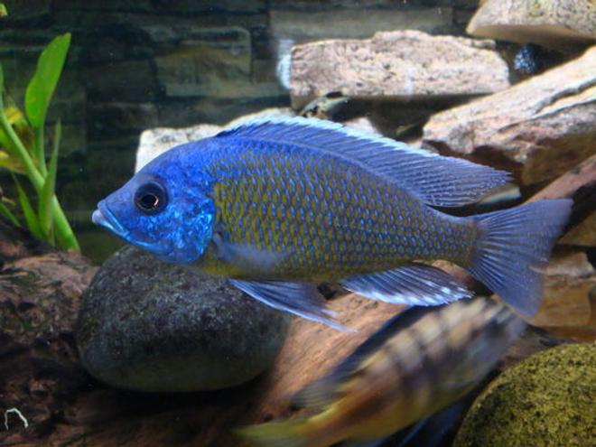 freshwater fish - sciaenochromis ahli - electric blue cichlid stocking in 51 gallons tank - Electric blue