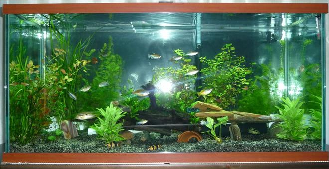 85 gallons planted tank (mostly live plants and fish) - Central American Cichlids with rainbows