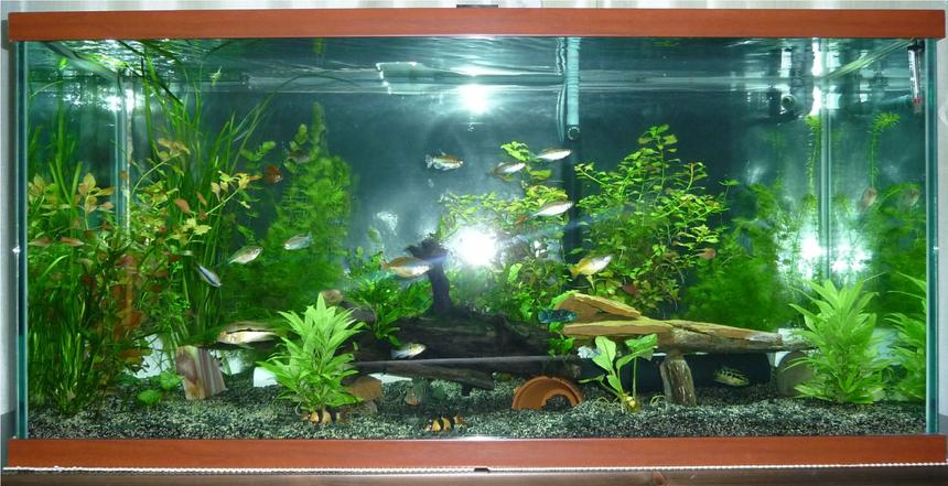 Rated #127: 85 Gallons Planted Tank - Central American Cichlids with rainbows
