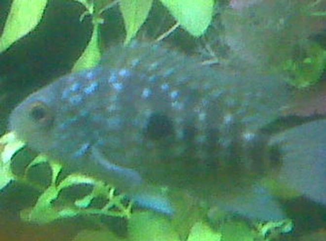 freshwater fish - herichthys carpinte - green texas cichlid stocking in 85 gallons tank - Green Texas