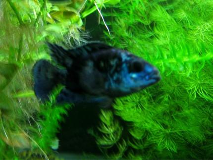 freshwater fish - nandopsis octofasciatum - electric blue jack dempsey stocking in 85 gallons tank - Electric Blue Jack Dempsey, these guys are very slow growers might have to move him to another tank till he gets big.