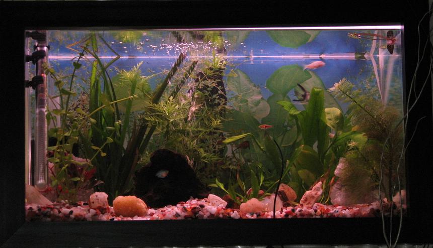 Rated #198: 12 Gallons Planted Tank - I loooooove dis.....