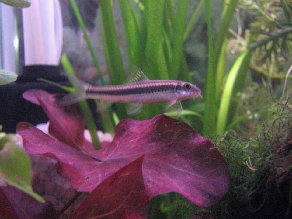 freshwater fish - crossocheilus siamensis - siamese algae eater stocking in 12 gallons tank - Flying fox