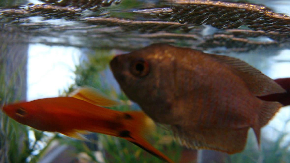 freshwater fish - xiphophorus helleri - hi fin lyretail swordtail stocking in 15 gallons tank - Blue Gourami And Swordtail